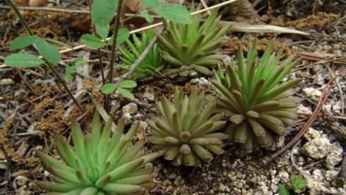 多肉植物|老家屋顶上若有“这种草”,可是“福气”,小心留着,很珍贵