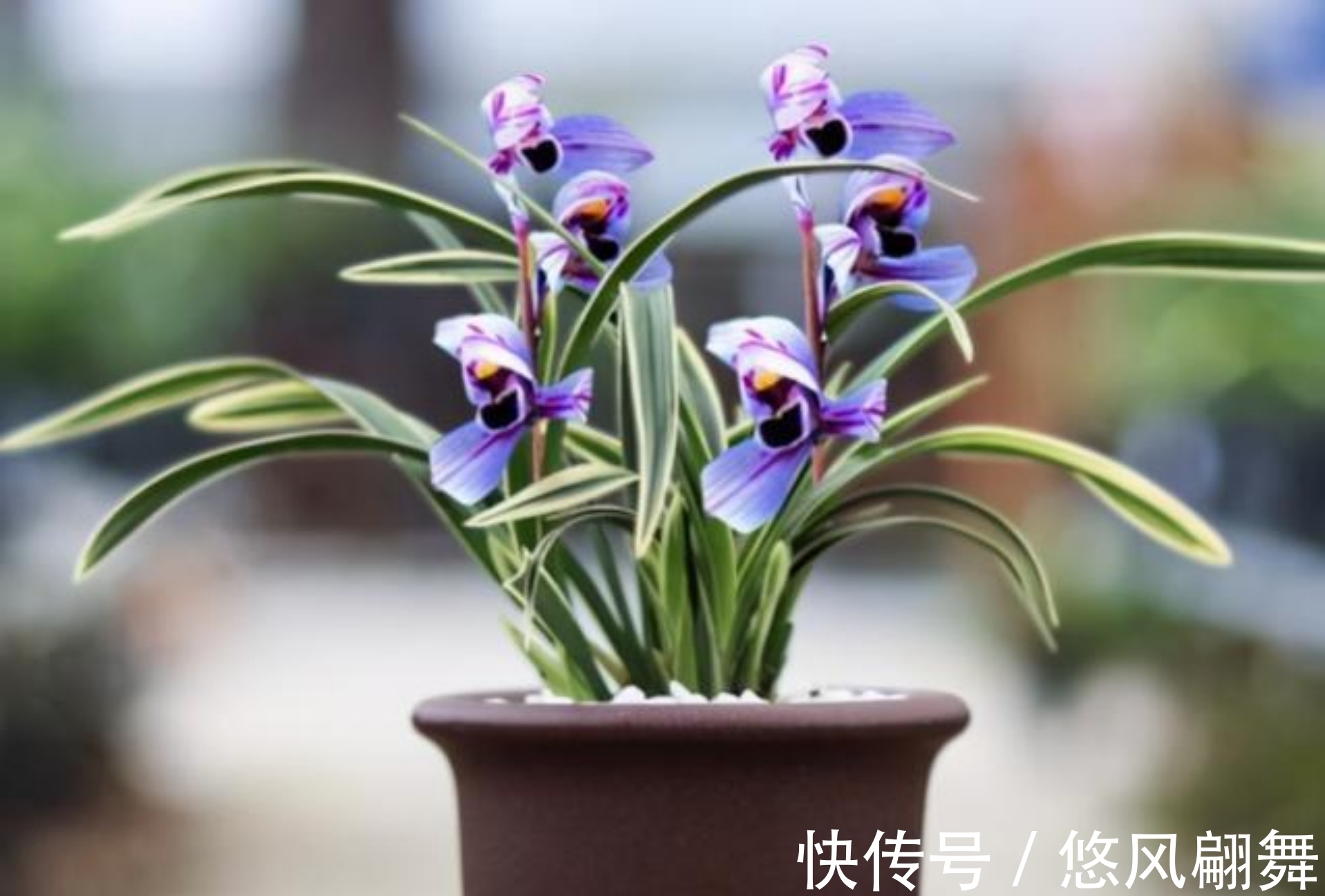 紫月荷|犹如“仙境之花”紫月荷,花开荷瓣,兰香芬芳,叶带金边,易养活