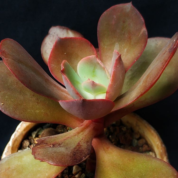 成长|与多肉一起走过的日子,见证多肉的成长过程!