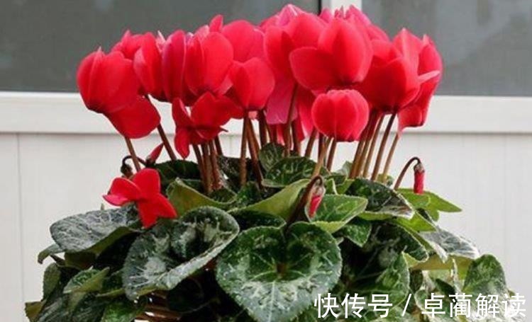 4种花养家里，福旺运旺财更旺，花开不断，还能旺财！