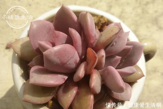 阳台党做到5点,即使在冬天,多肉依旧肥美,不输于春秋2季!