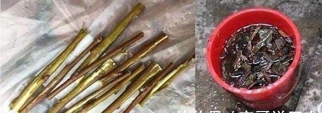 花盆底下垫点这个东西,花草直接长疯了,养花十年不烂根