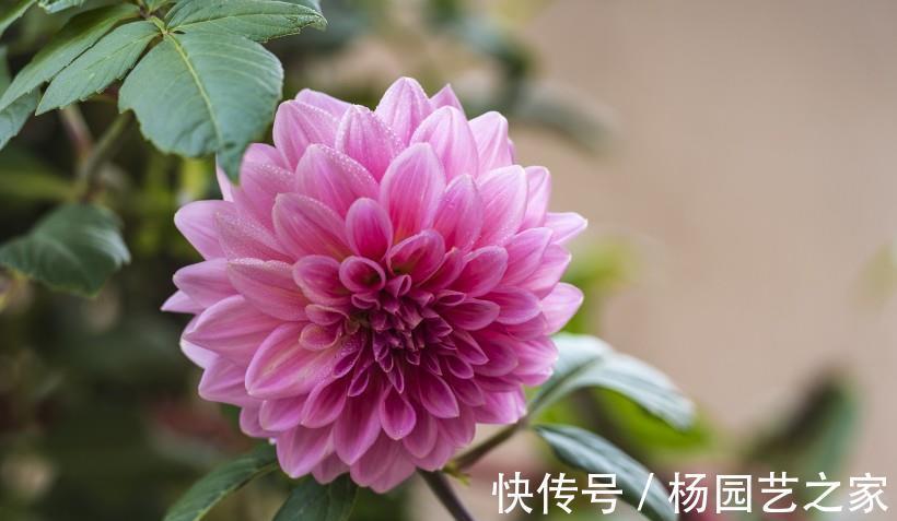养花|养花试试这几款,花型奇特,花期长,开花烂漫迷人
