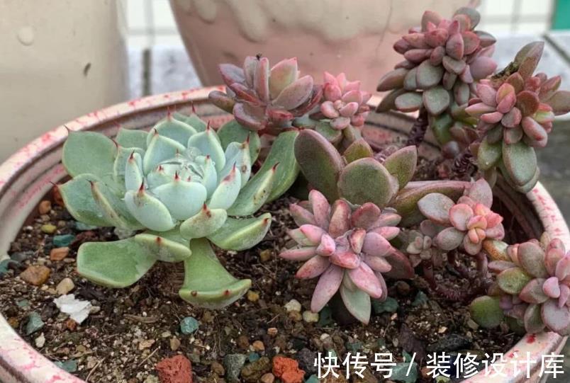 成活率|秋天叶插多肉植物,掌握4个要点,出芽快长新叶,成活率90%以上