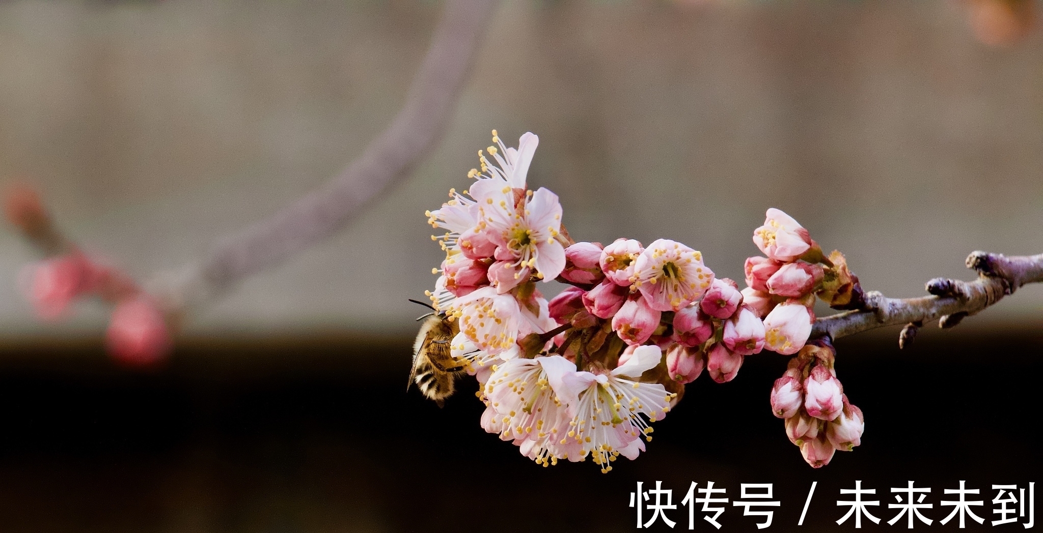 佳作$情诗八首,其中一首是梁武帝萧衍的五言佳作,您喜欢吗