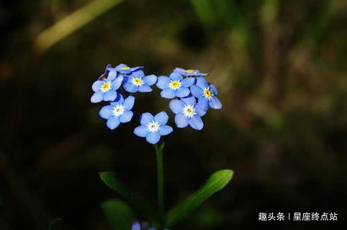 机智过人|从小就是聪明过人，长大后成就不小，拥有一番事业的四大生肖