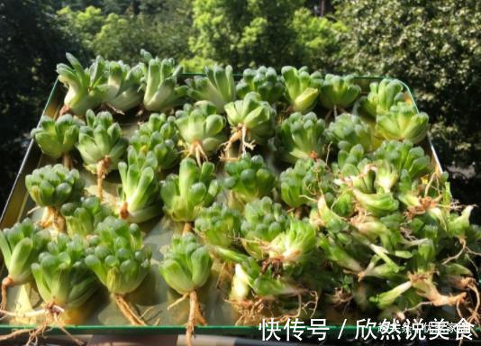 玉露|养1年的玉露群生,盆内显得太挤,狠心将其拆了,结果成玉露大户