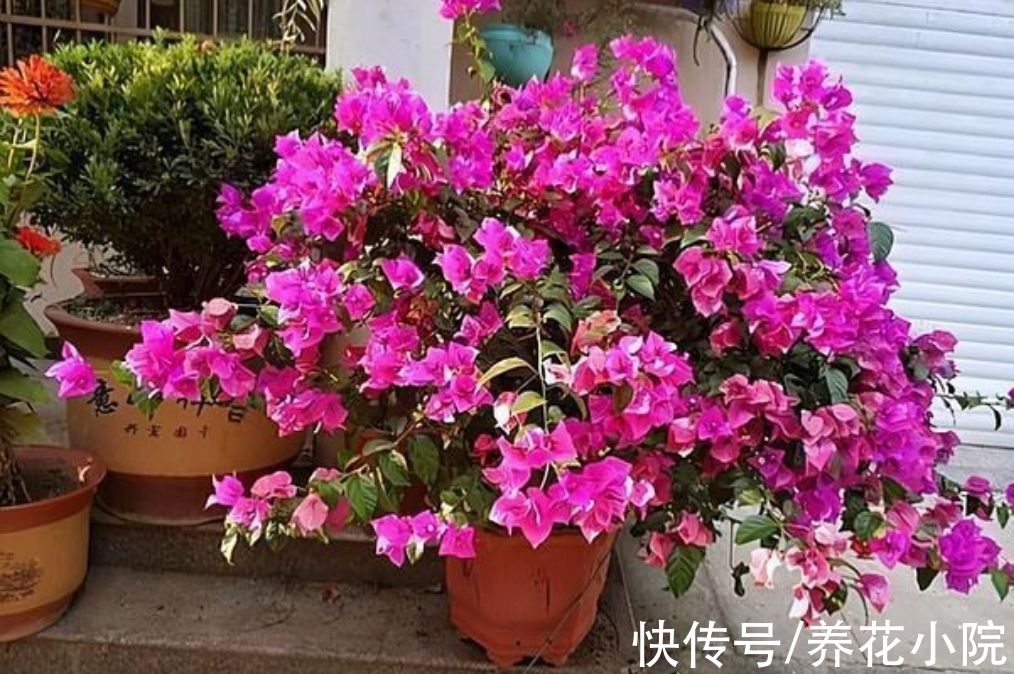 6种喜阳光的花,春天多搬出来晒太阳,长得旺开花多