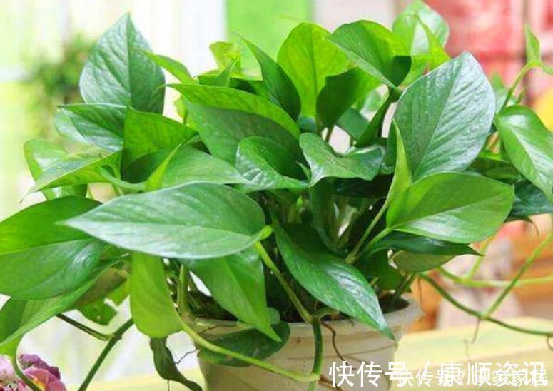 最受欢迎的花,家中养一盆不但能让阳台变花海,还能吸收甲醛