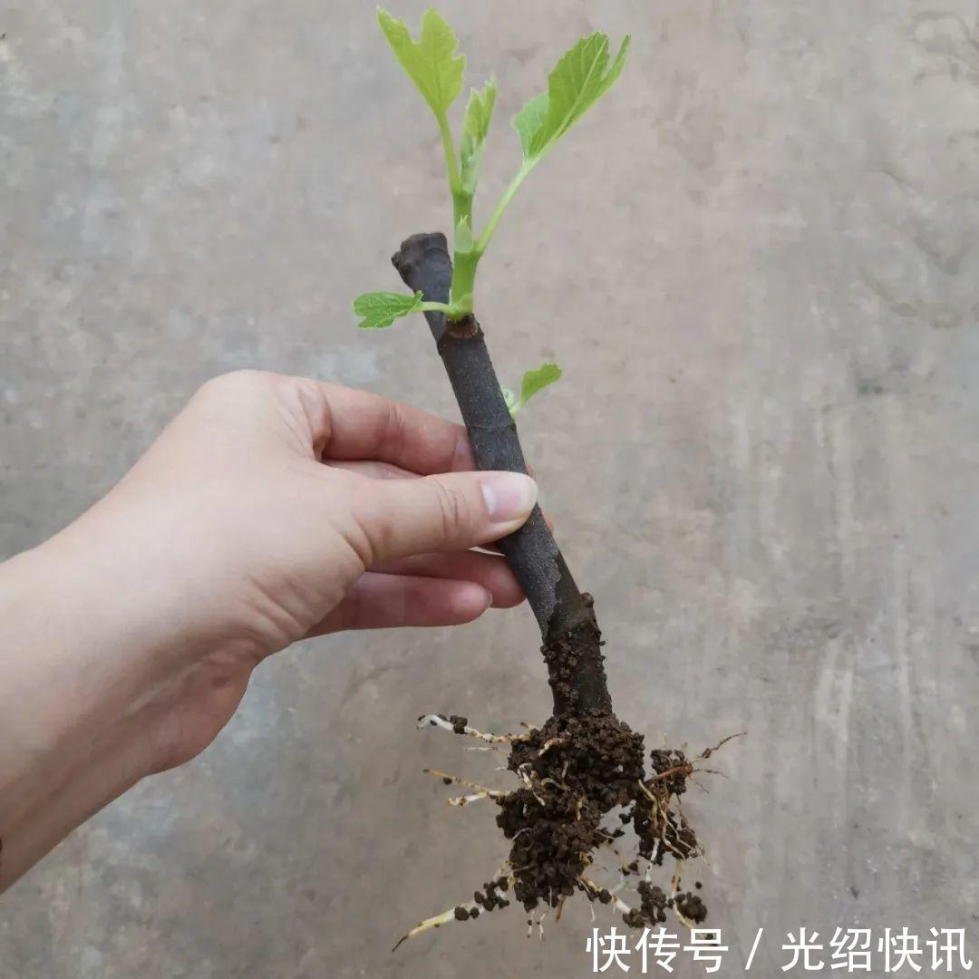 大粗杆插土里,7天生根,当年结果压弯枝,不用买水果了!