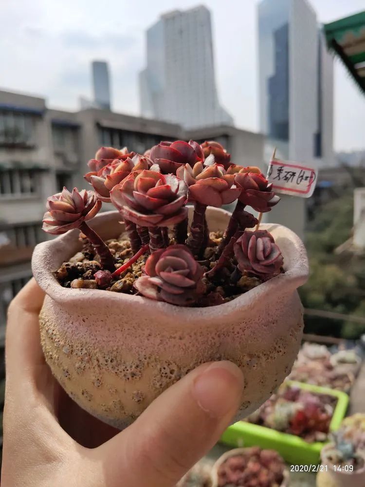 养肉多年的新手我相信它们一定可以变得更美丽！