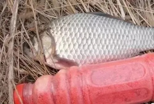 冬天|自从立冬以来,头一次这样钓鲫鱼,斩获二十斤,不到六小时!