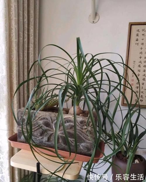 生长发育|适合男人养的四种花,大气又稳重,旺财又旺运,早看早知道!