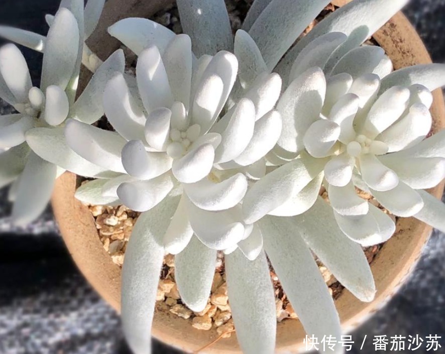 举动|5月,初遇暴雨后,盆栽多肉马上采取3项举动,一个都少不了