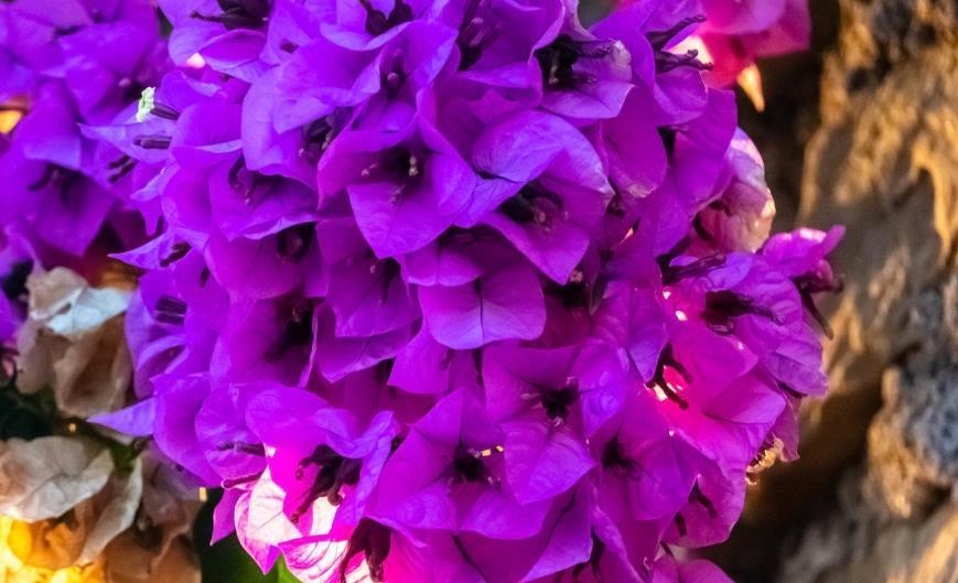 品种|三角梅这样养,全年都能有花看,养好了还能见花不见叶