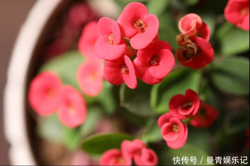 虎刺梅冬天如何养?牢记4点,冬天也能开出艳丽的花儿