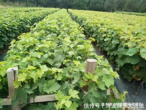 巨峰葡萄不结果的原因