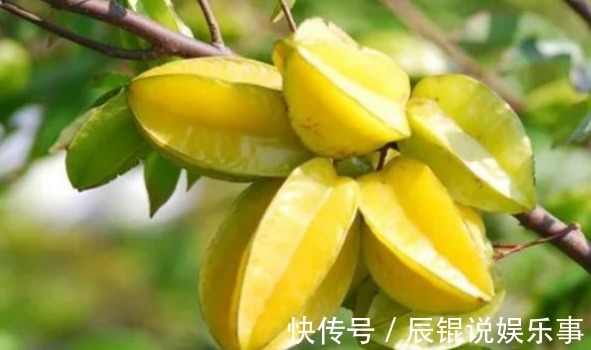 修剪|杨桃降低血脂、生津止渴,农民种植只需掌握四点,收获高产杨桃