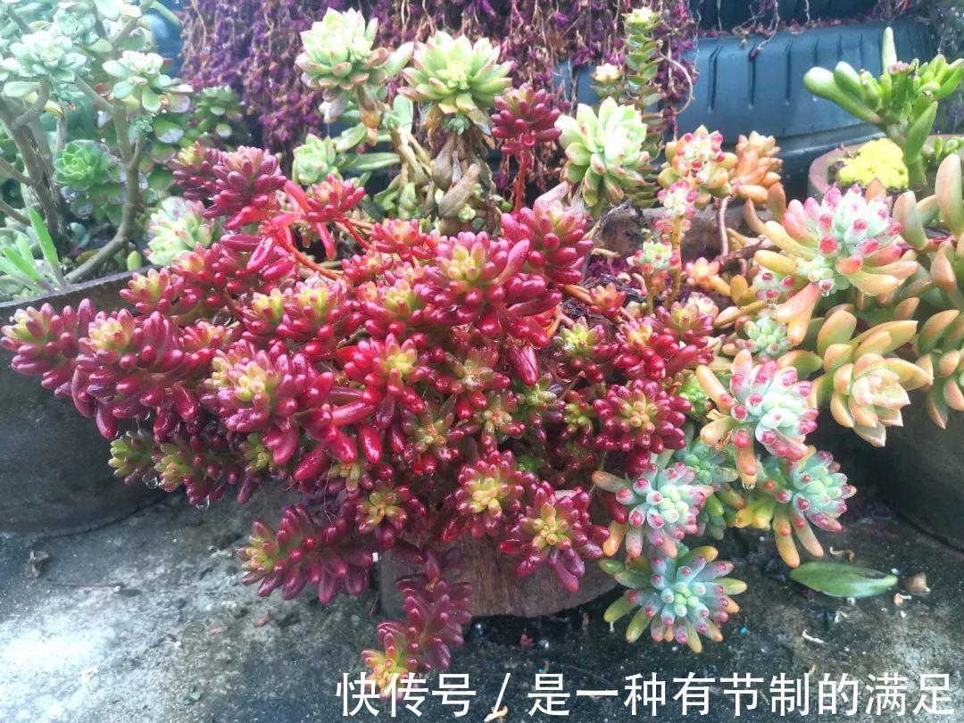 四川大哥养多肉,创意无极限,生活巴适得很!