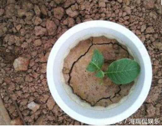 养花|盆土板结怎么办1招让盆土疏松透气,年年开花不断,养啥都旺!