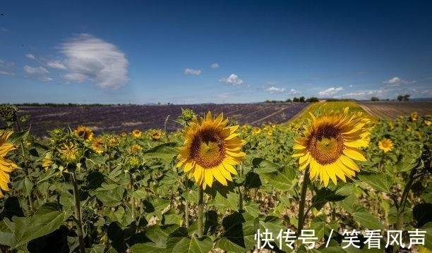 逆境|三天后，桃花盛开，真情不变，逆境重生，互相追逐，托付余生