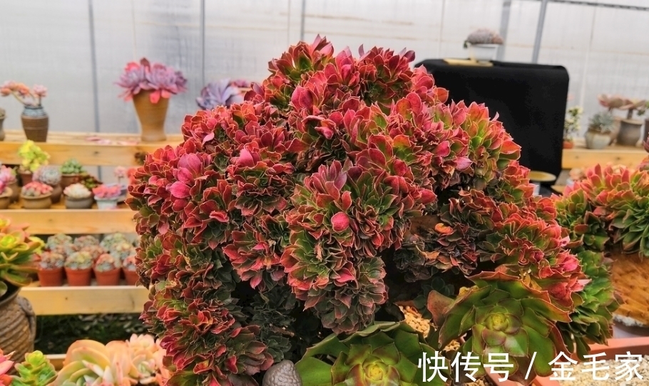 养护很长时间多肉,但是多肉一直养死,需要注意的几个方面