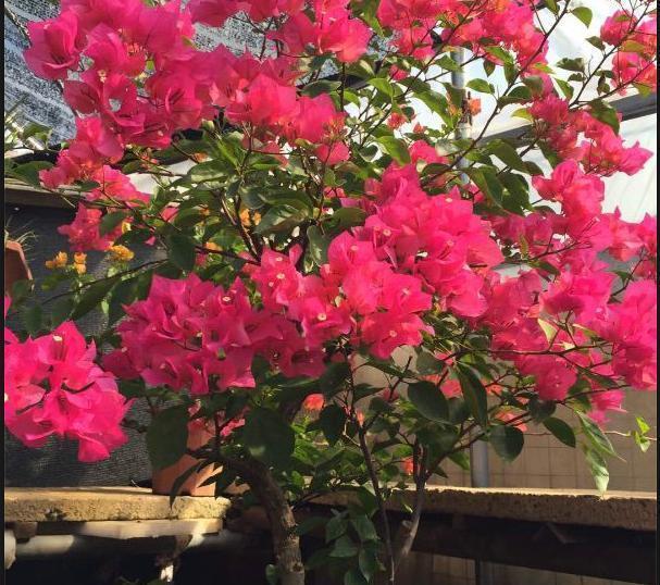 养三角梅,“撸光叶子”虐着养,25天后,又是一个“盛花期”