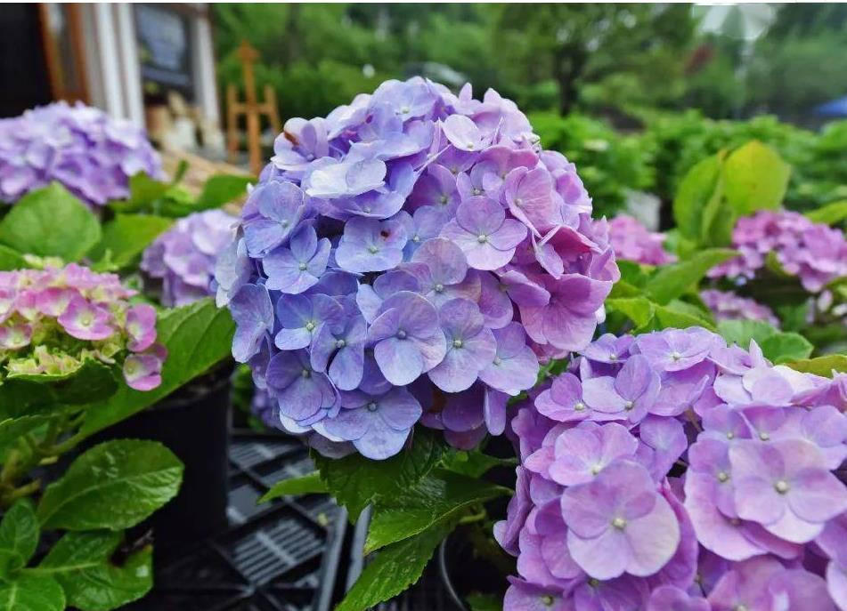 营养物质|夏季养殖绣球花，怕花大压弯枝头？学会这几招，植株不倒伏