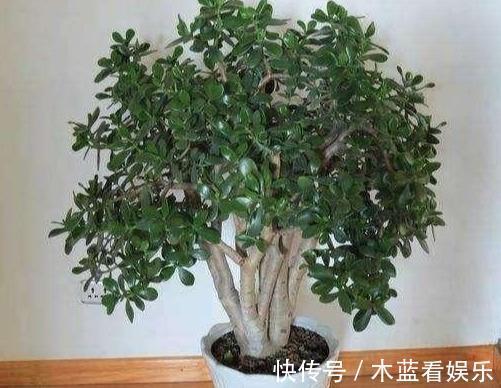 修剪|玉树这样“修剪”才能茎秆粗壮，“玉树临风”，花开不败