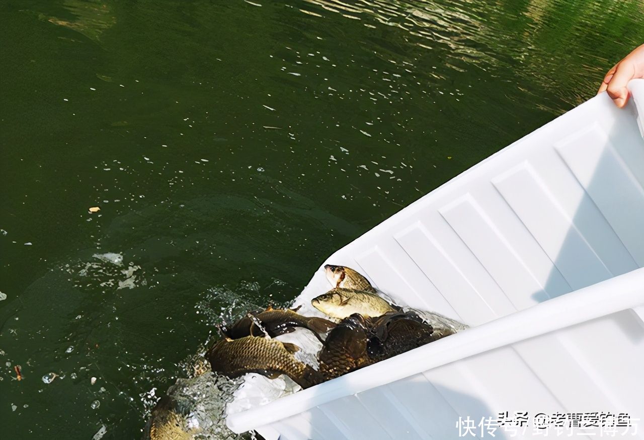 东边放生，西边钓鱼！放生人：钓鱼人不讲“武德”