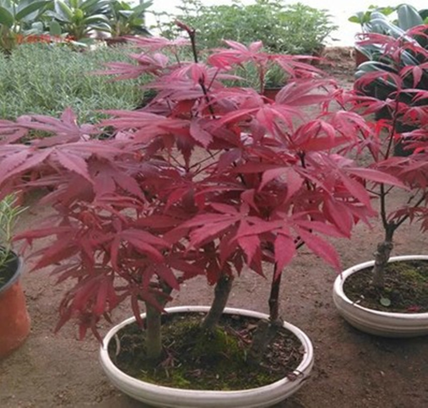 建议家里不管多大,5种花卉盆栽必须有,不怕冻,满屋子飘香