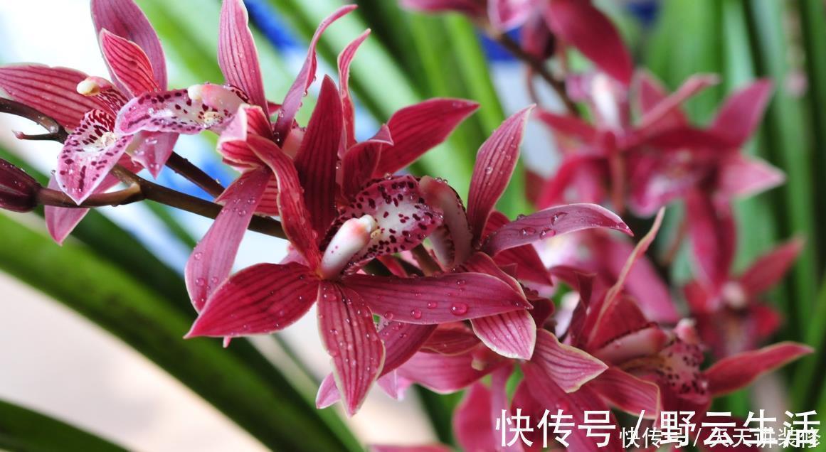 中国传统十大名花你知道多少？各有千秋，看过后就像拥有！