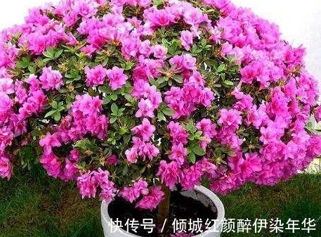 养花|李大爷的养花秘籍!放上这三种东西,不管养什么都能轻松爆满盆