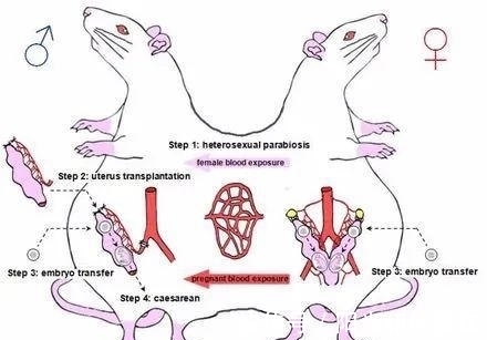 怀孕|公鼠成功怀孕生崽,男人生孩子还远吗?