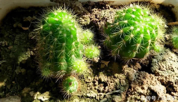 这6种花就要穷养,不花钱不用管,个个肥得流油