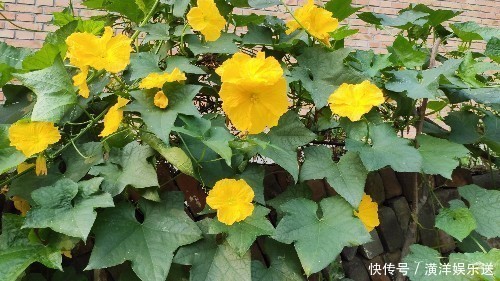 药食同源|丝瓜叶不要扔掉，城里卖15一斤！懂得人不多，记得告诉家人！