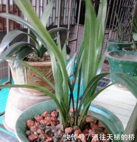 路边的3种“石头”,捡1点丢盆里,土壤变松软,养啥都“爆盆”!