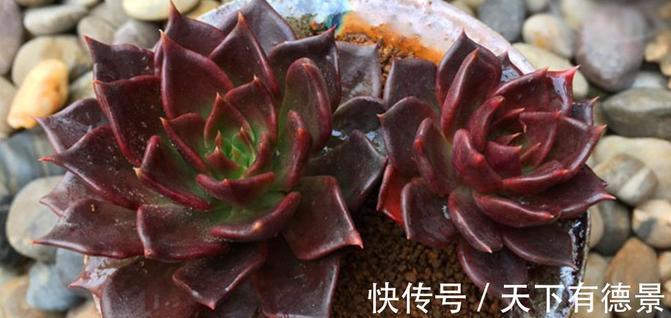 花盆|秋天养一盆多肉黑王子，机制状态下霸气侧漏，谁见了都夸大气