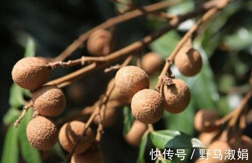 宁心安神|失眠的“救星”找到了,睡前吃两口,安神助眠,让你一觉到天亮!