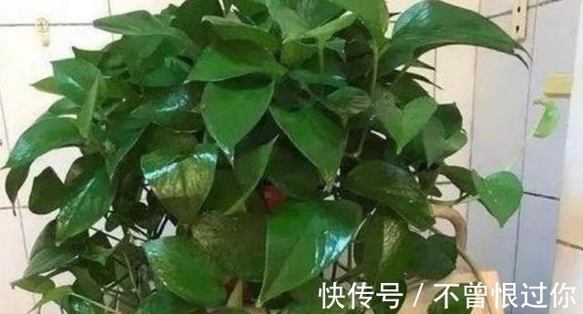 花草|都知道啤酒养花好,然而,没掌握住“浓度配比”却会出大事
