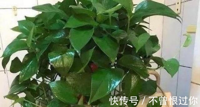 花草|都知道啤酒养花好，然而，没掌握住“浓度配比”却会出大事