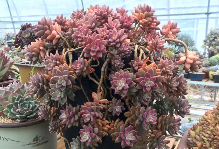 姬胧月|多肉姬胧月和阿伦培习性相近且一样的皮实,所以一起拼养没有障碍