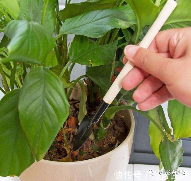 花盆里插1根筷子,解决了养花人的大难题,快试试看!