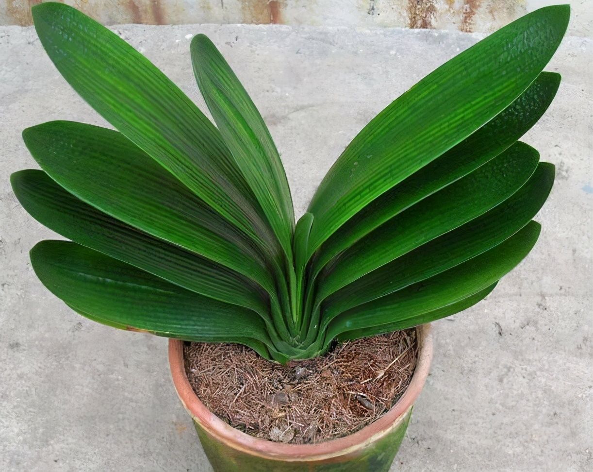 烂根|秋冬天养花,三种水不能拿来浇花,易黄叶烂根,养花人速看