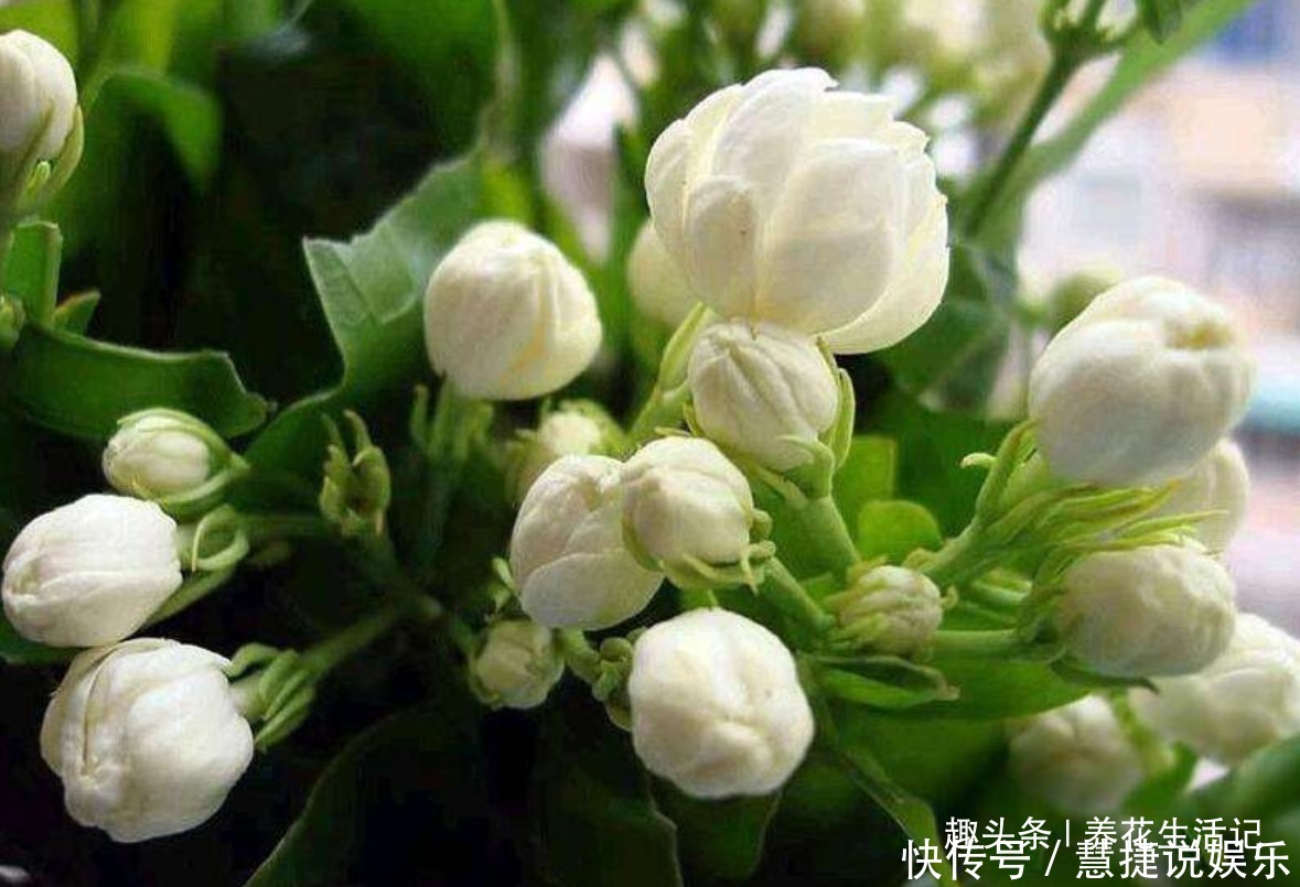 枝条|茉莉花怎么养学会“3个”方法，枝条健壮叶子绿，花朵洁白繁多