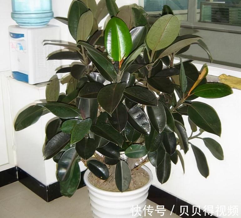 养好橡皮树,要注意这些,新芽呼呼窜,枝干能有手臂粗