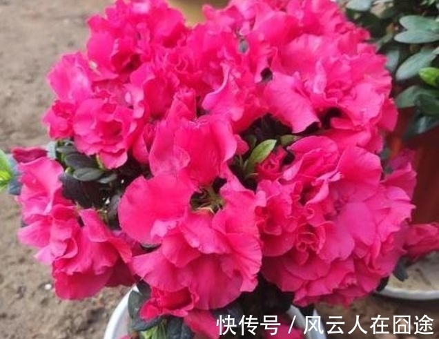 浇水|4种花好养易活，旺财又养人，个个美出状态，花朵迷人