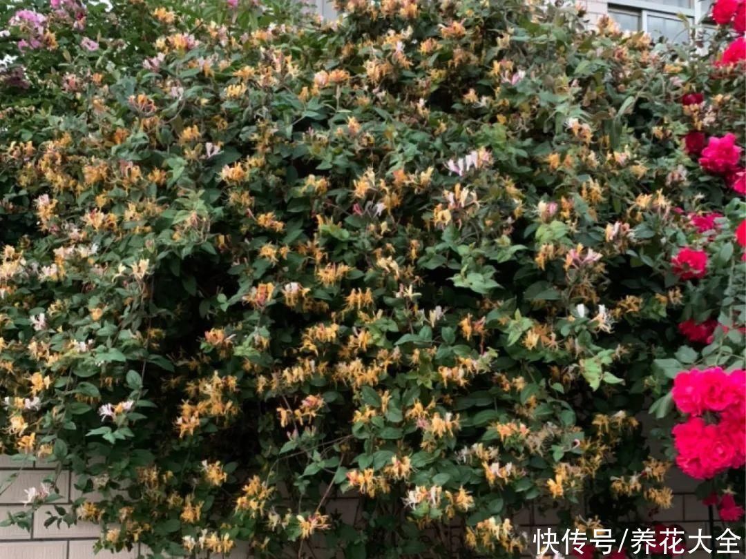 16种特长寿的植物，养十年以上，那都算年轻