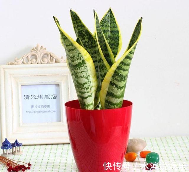 毛根|无根“虎皮兰”,上盆简单,2样东西一掺,毛根嗖嗖长,叶子高大