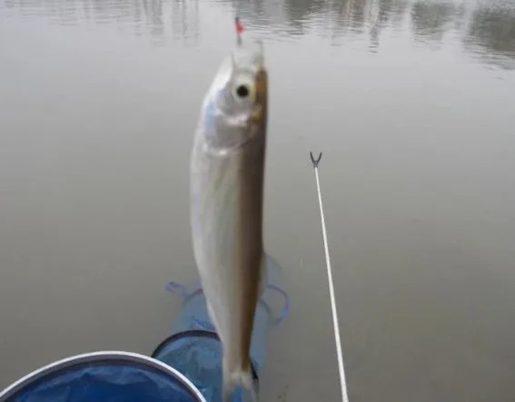 3个防杂鱼终极窍门！野河小鱼多你就该这么做！